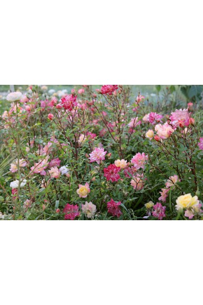 Rosa Tricolor Fairy в Україні